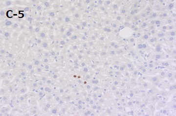 PFA固定パラフィン包埋マウス肝臓切片の免疫組織染色像
