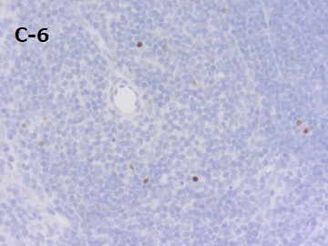 PFA固定パラフィン包埋マウス脾臓切片の免疫染色像