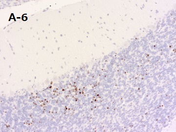 PFA固定パラフィン包埋ラット小脳切片の免疫組織染色像
