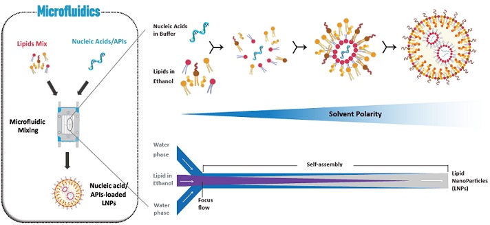NanOZ-LNPは、マイクロ流体技術を用いた高速混合により、正確な粒径で再現性高く製造される