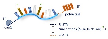Mature mRNA（fully modified N1-mΨ）with cap1 and PolyA tail