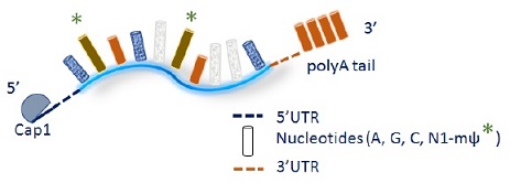 Mature mRNA(fully modified N1-mΨ) with cap1 and polyA tail