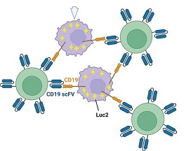 Human CD19 scFv CAR-T細胞、WIL2-S-Luc2（ATCC<sup>®</sup> CRL-8885-LUC2™）、Raji-Luc2（ATCC<sup>®</sup> CCL-213-LUC2™）