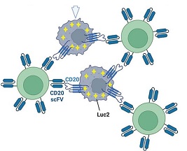 Human CD20 scFv CAR-T細胞、Daudi-Luc2（ATCC<sup>®</sup> CCL-213-LUC2™）、Farage-Luc2（ATCC<sup>®</sup> CRL-2630-LUC2™）