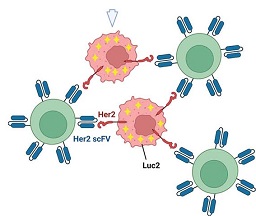 Human Her2 scFv CAR-T細胞、BT-474-Luc2（ATCC<sup>®</sup> BT-474-Luc2）