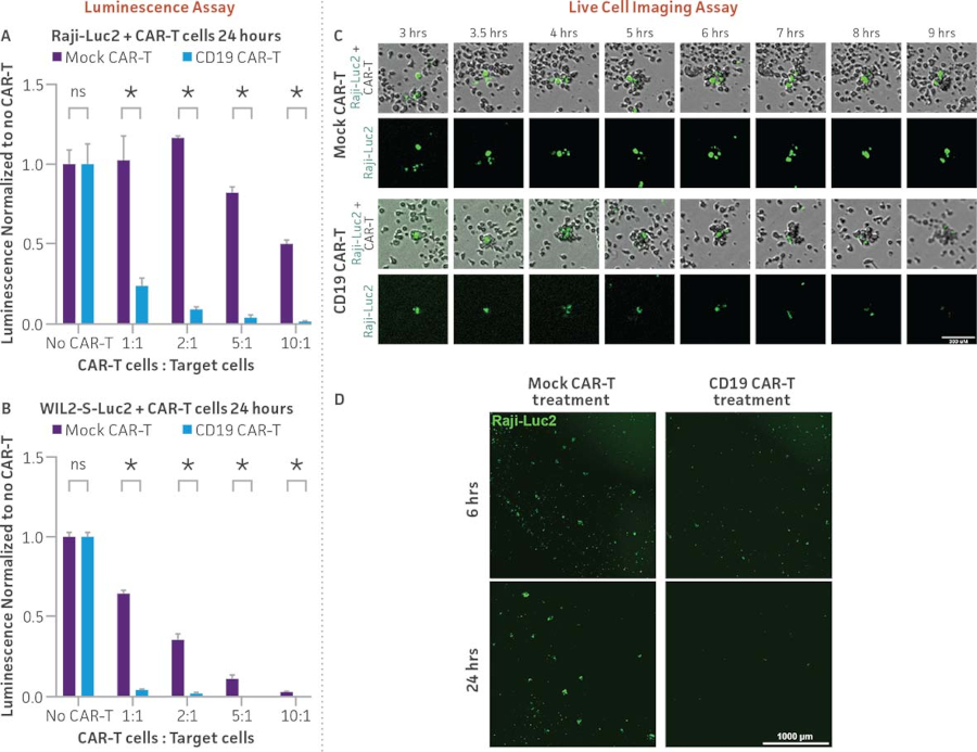 Raji-Luc2細胞およびWIL2-S-Luc2細胞を使用したCD19抗原特異的CAR-T細胞の有効性検証