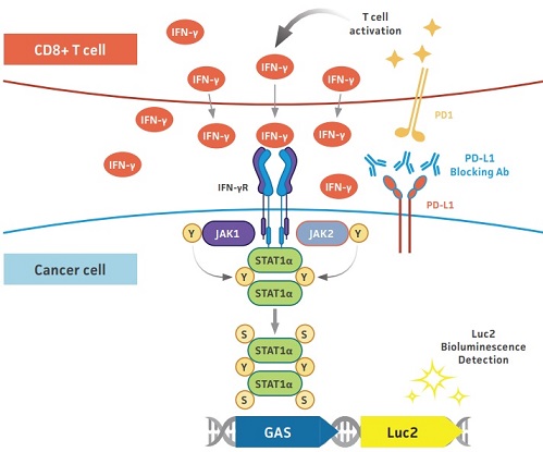 PD-L1遮断によるT細胞活性化時におけるHCC827-GAS-Luc2細胞のルシフェラーゼシグナル生成機構