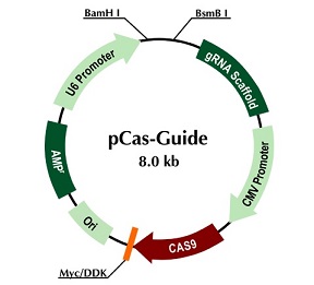 pCas-Guide vector