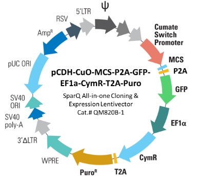 pCDH-Cuo-MCS-P2A-GFP-EF1a-CymR-T2A-Puro（#QM820B-1）