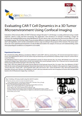 Evaluating CAR-T Cell Dynamics in a 3D Tumor Microenvironment Using Confocal Imaging