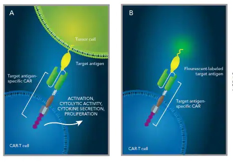 図A,B：Fluorokinesを用いたCAR-T細胞の検出原理