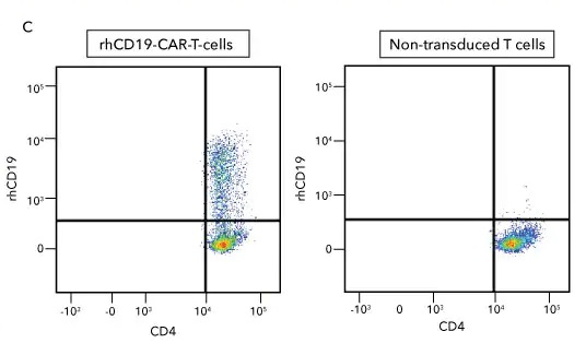 図C：Fluorokinesを用いたフローサイトメトリーによるCAR-T細胞の検出