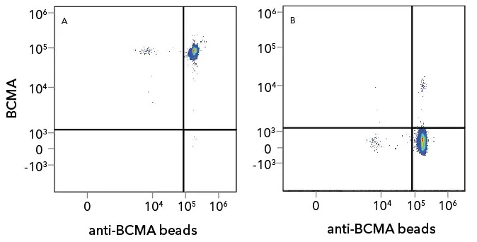 図A,B：Recombinant Human BCMA/TNFRSF17 Fc Chimera Atto 647N Proteinの特異性、生物活性、およびロット間の一貫性の分析