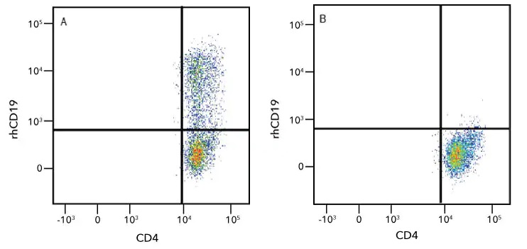 図A,B：Recombinant Human CD19 Fc Chimera Atto 647N Proteinによる CD19-CAR-T細胞の検出