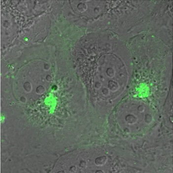 COS-7細胞染色例