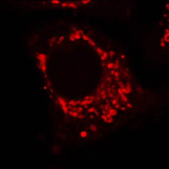 Organella_marker Mitochondria