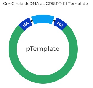 GenCircle ds as CRISPR KI Template