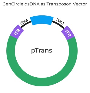 Gencircle dsDNA as Transposon Vector