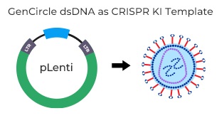 GenCircle dsDNA as CRISPR KI Template