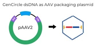 GenCircle dsDNA as AAV packaging plasmid