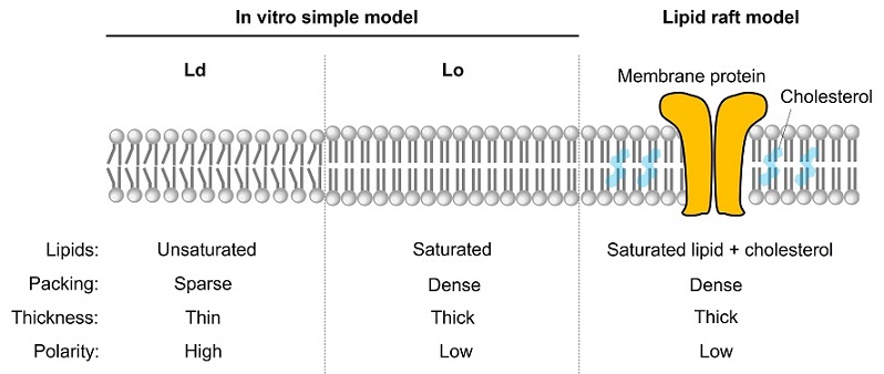 Overview of membrane lipid order