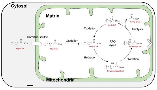 Fatty acid beta-oxidation：FAO