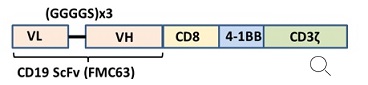 Anti-CD19 CAR Lentivirus（CD19 ScFv-CD8-4-1BB-CD3ζ） construct diagram