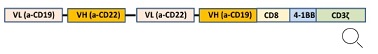 Anti-CD19/CD22 Bispecific CAR Lentivirus（Clones FMC63/m971 ScFv-CD8-4-1BB-CD3ζ） construct diagram