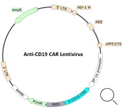 Anti-CD19 CAR Lentivirus（CD19 ScFv-CD8-4-1BB-CD3ζ） vector map