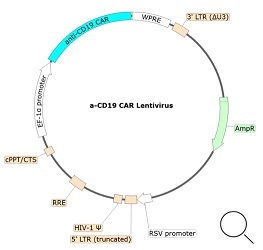 Anti-CD19 CAR Lentivirus（CD19 ScFv-CD8-4-1BB-CD3ζ; SIN Vector）