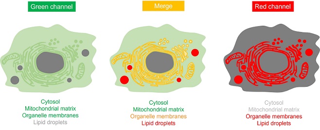 Three colors merged imaging for LipiDye-M metabolites