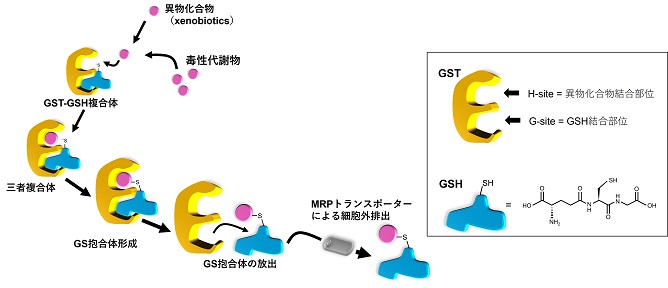 細胞内でのGSTの作用機構
