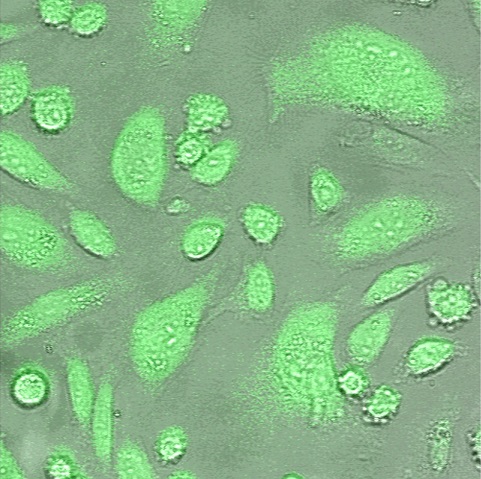CHO細胞画像（DMSO-Control）