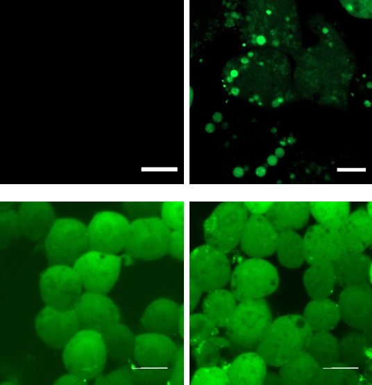 Phorbol 12-myristate 13-acetate（PMA）添加による免疫刺激でH2O2を発生させたマウスマクロファージ様細胞株RAW264.7生細胞の蛍光イメージング像