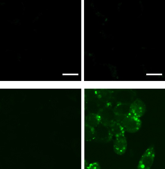 Phorbol 12-myristate 13-acetate（PMA）添加による免疫刺激でH2O2を発生させたマウスマクロファージ様細胞株RAW264.7固定細胞の蛍光イメージング像