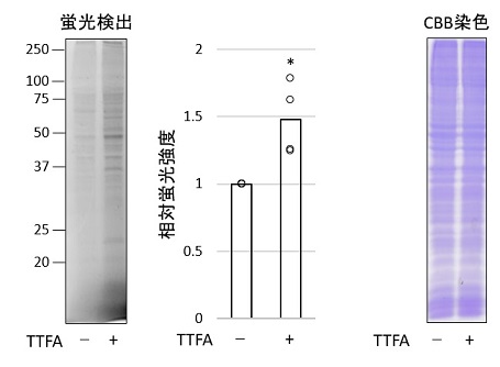 ミトコンドリア酸化ストレスによるHyp-Stamp標識総タンパク質の解析