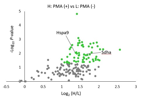 PMA（+）／(−)によるタンパク質シグナル変化のvolcano plot