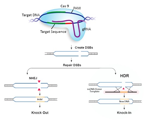 CRISPR HDRベース遺伝子編集のメカニズム