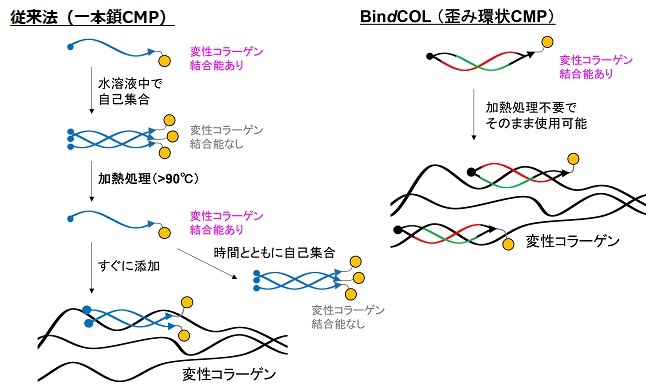 一本鎖CMPと歪み環状CMPの比較