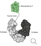 IL-7 (Human) (monomeric):Fc-KIH (Human) （#AG-40B-0238）