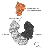 IL-33（oxidation resistant）（Human）（monomeric）:Fc-KIH (Human) （#AG-40B-0233-C050）
