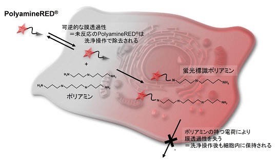 PolyamineREDによるポリアミンの細胞内標識原理
