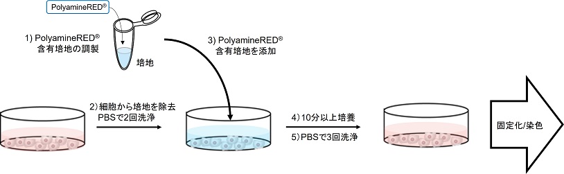 PolyamineREDの操作法概略