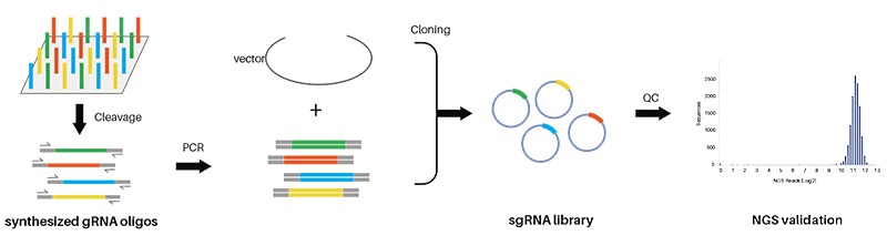 アレイ化された半導体ベースのオリゴヌクレオチドを用いたgRNAライブラリー構築のワークフロー