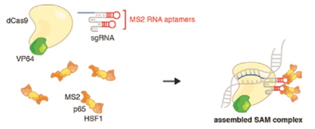 VP64、p65、HSF1の3つの異なる活性化ドメインの細胞への導入