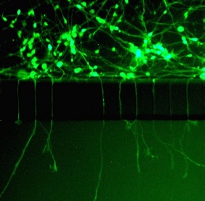 Rat cortical neurons grown in the Innsbruck Device