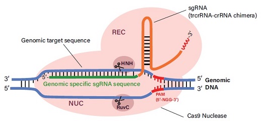 sgRNAでプログラムされたCRISPR-Cas9ヌクレアーゼ