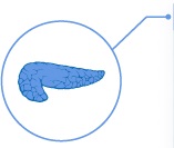 Pancreas-image