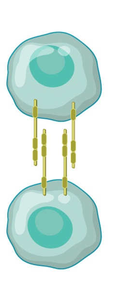 細胞接着因子アプタマー標的候補イメージ