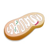 ミトコンドリア(Mitochondria)の模式図